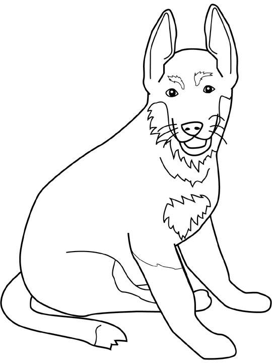coloriage berger allemand
